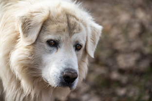 Dog Poop Pickup in Webster Michigan