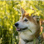 Dog Poop Pickup in Webster Michigan