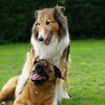 Dog Poop Pickup in Webster Michigan