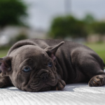 Dog Poop Pickup in Webster Michigan