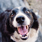 Dog Poop Pickup in Webster Michigan