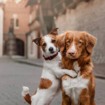 Dog Poop Pickup in Webster Michigan