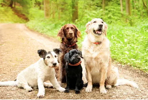 Dog Poop Pickup in Webster Michigan